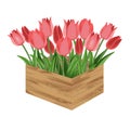 Red tulips in a flower box. Houseplants, gardening vector illustration, isolated on white