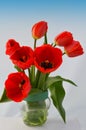 Red tulips