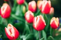 Red tulips in flower market. Natural background Royalty Free Stock Photo