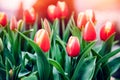 Red tulips in flower market. Natural background Royalty Free Stock Photo