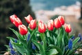 Red tulips in flower market. Natural background Royalty Free Stock Photo