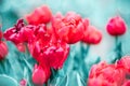 Red tulips in flower market. Natural background Royalty Free Stock Photo