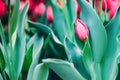 Red tulips in flower market. Natural background Royalty Free Stock Photo