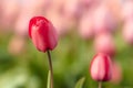 Red tulips flowerbed blue sky