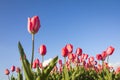 Red tulips flowerbed blue sky