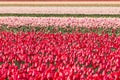 Red tulips flowerbed blue sky