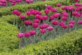 Red tulips flowerbed