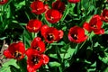 red tulips in flowerbed close-up top view.