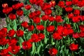 Red tulips in flowerbed closeup. Royalty Free Stock Photo