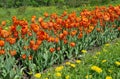 Red tulips on the flowerbed Royalty Free Stock Photo