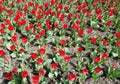 Red tulips flowerbed Royalty Free Stock Photo