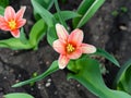 Red tulips flowering in the garden