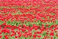 Red Tulips, endless rows with vivid red tulips on field in spring in South Holland, Netherlands