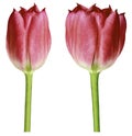 Red tulips. Flowers on a black  isolated background with clipping path.  Closeup.  no shadows.  Buds of a tulips on a green stalk. Royalty Free Stock Photo