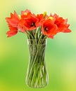 Red tulips flowers, floral arrangement (bouquet), in a transparent vase, green gradient background Royalty Free Stock Photo