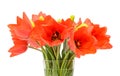 Red tulips flowers, floral arrangement (bouquet), in a transparent vase, white background. Royalty Free Stock Photo