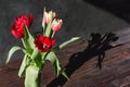 Red tulips flowers in glass vases on paste dark sunlit background with shadows. Nature concept. Minimal style. Flowers scarlet Royalty Free Stock Photo