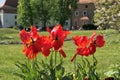 Red tulips flowers growing in Wawel castle garden in Krakow Royalty Free Stock Photo
