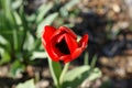 Red tulips flowers, spring flowers bloom, one flowers in the steppe Royalty Free Stock Photo