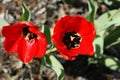 Red tulips flowers, spring flowers bloom, one flowers in the steppe Royalty Free Stock Photo