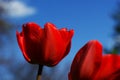 Red tulips flowers, spring flowers bloom, one flowers in the steppe Royalty Free Stock Photo