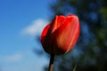 Red tulips flowers, spring flowers bloom, one flowers in the steppe Royalty Free Stock Photo