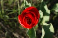 Red tulips flowers, spring flowers bloom, one flowers in the steppe Royalty Free Stock Photo