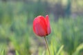 Red tulips flowers, spring flowers bloom, one flowers in the steppe Royalty Free Stock Photo