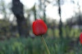 Red tulips flowers, spring flowers bloom, one flowers in the steppe Royalty Free Stock Photo