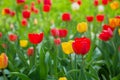 Red tulips grow in the field against the green leaves. blurred background, summer or spring landscape Royalty Free Stock Photo