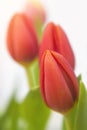 Red Tulips