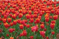 Red tulips with fringe in the garden. Royalty Free Stock Photo