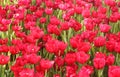 Red tulips in the garden