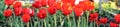 Red tulips in the garden Royalty Free Stock Photo