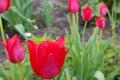 Red tulips in the garden close-up view from the top Royalty Free Stock Photo