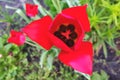 Red tulips in the garden close-up view from the top Royalty Free Stock Photo