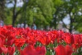 Red tulips in the garden closeup