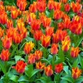 Red tulips in a garden. Colourful spring background of tulips