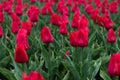 Red tulips in the garden. Floral card nature. Red tulip flower. Garden flowers. Colorful spring landscape. Bright colorful spring Royalty Free Stock Photo
