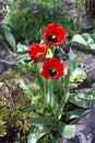 Red tulips in the garden on the flowerbed. Blooming tulips close-up. Buds of beautiful flowers