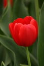 Red Tulips in a garden with green