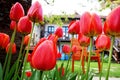 Red tulips in the garden with a house in the background Royalty Free Stock Photo