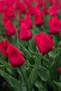 Red tulips in the garden. Spring red flowers. Nature floral background. Flower season. Tulip field. Royalty Free Stock Photo