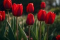 Red tulips in the garden, springtime