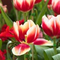 Red Tulips Royalty Free Stock Photo