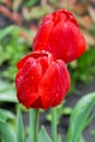 Red tulips on green background, leaves, water drops Royalty Free Stock Photo