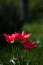 Red tulips on a green background. Three red tulips. Morning light.