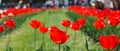 Red tulips on green blurred background