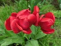 Red tulips on green foliage background. Close-up top view Royalty Free Stock Photo