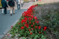 Red tulips in green garden beside the road